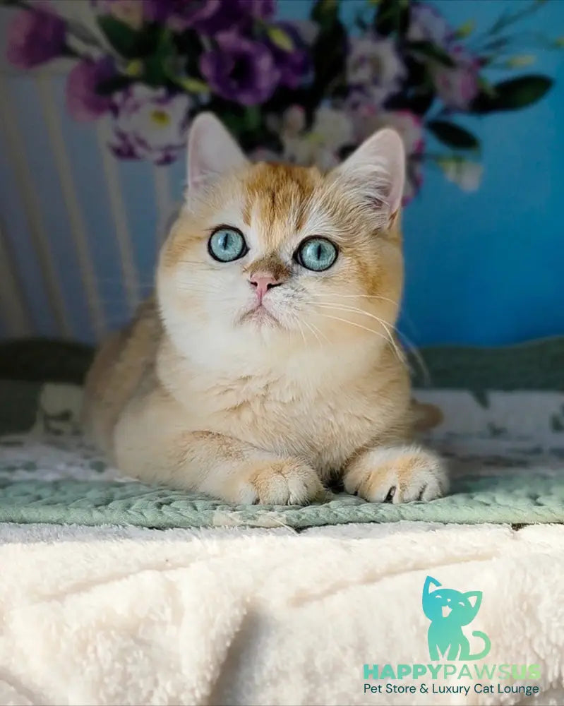 Cindy British Shorthair female black golden chinchilla - live animals