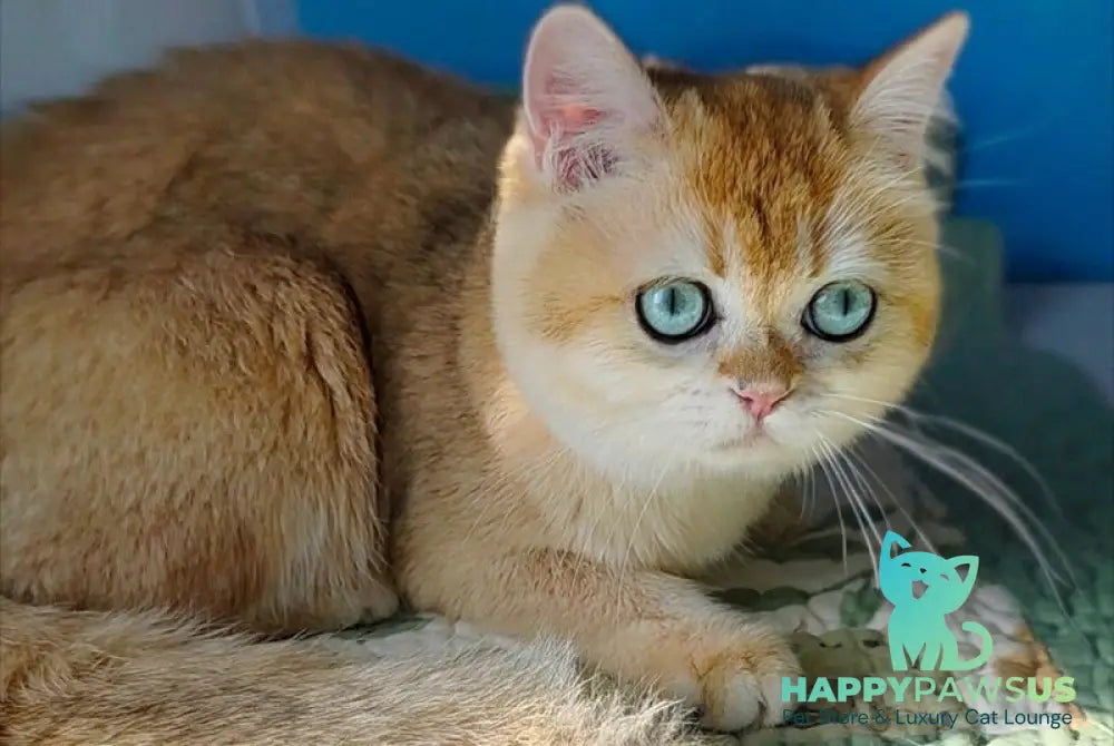 Cindy British Shorthair female black golden chinchilla - live animals