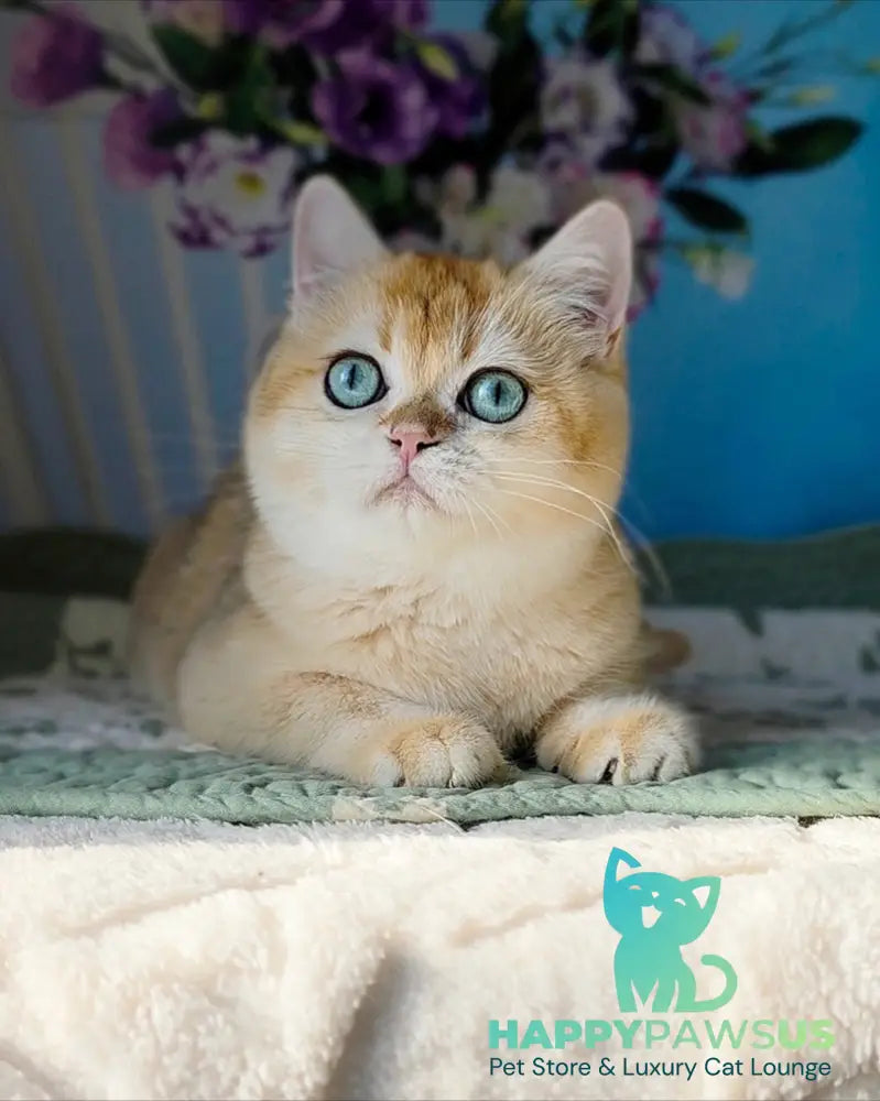 Cindy British Shorthair female black golden chinchilla - live animals