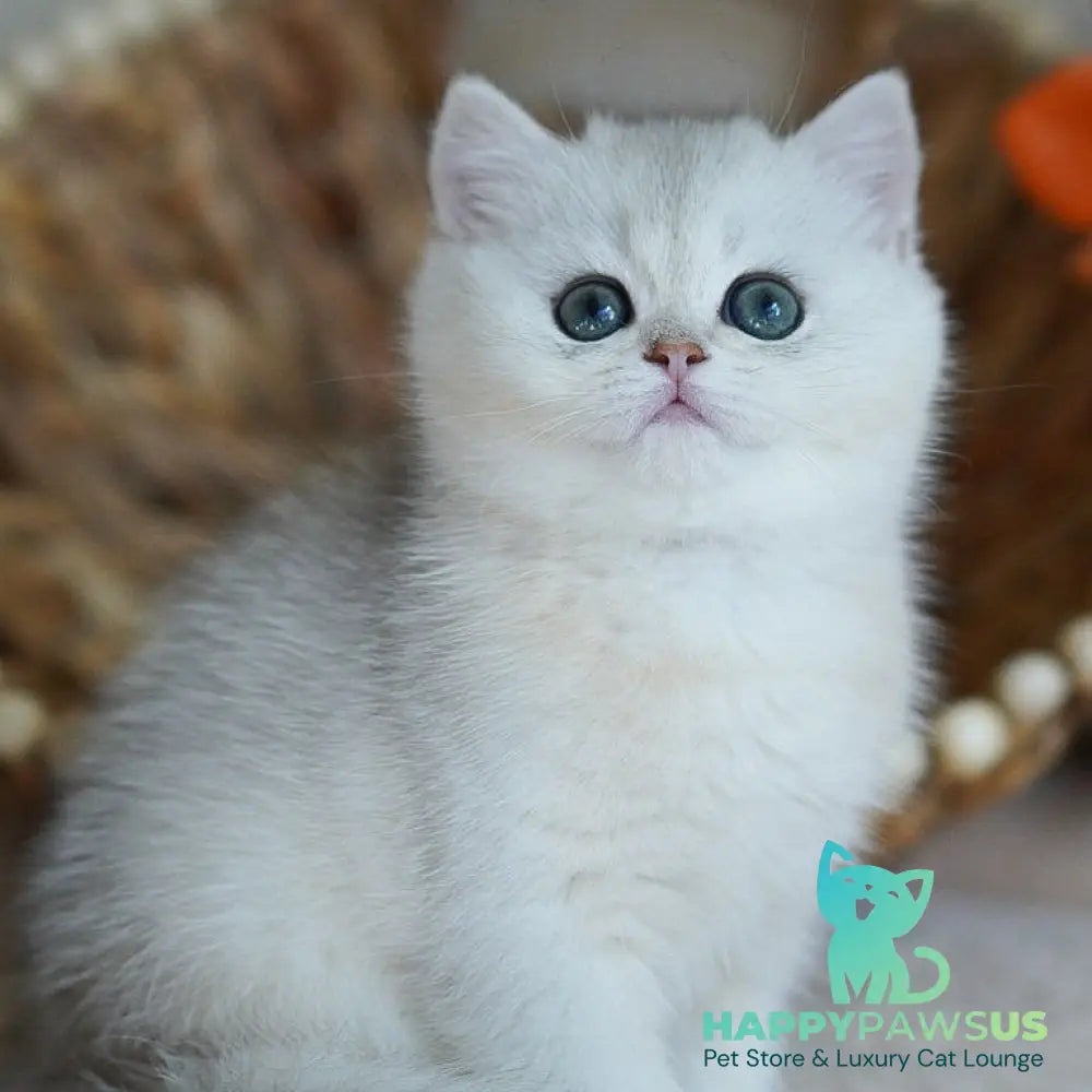 Cindy British Shorthair female black silver shaded - live animals