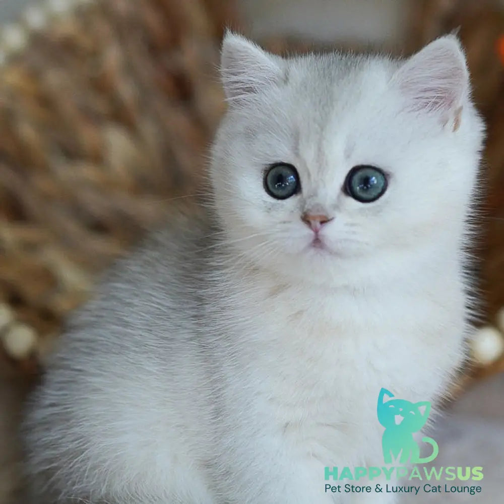 Cindy British Shorthair female black silver shaded - live animals