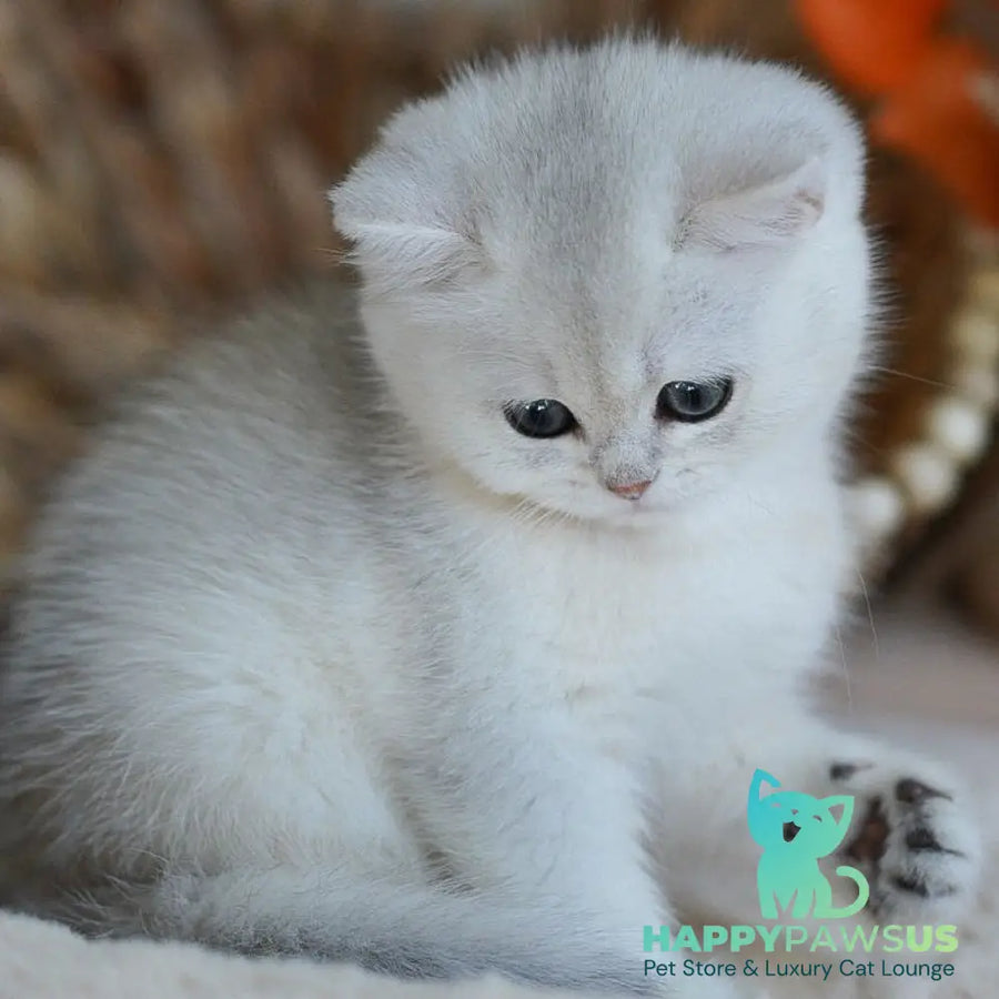 Cindy British Shorthair female black silver shaded - live animals