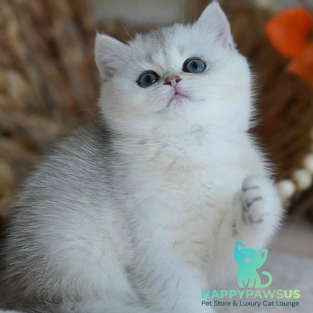 Cindy British Shorthair female black silver shaded - live animals