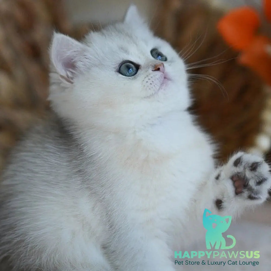 Cindy British Shorthair female black silver shaded - live animals