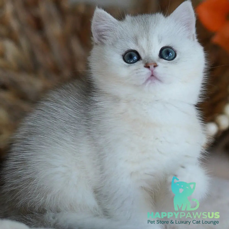 Cindy British Shorthair female black silver shaded - live animals