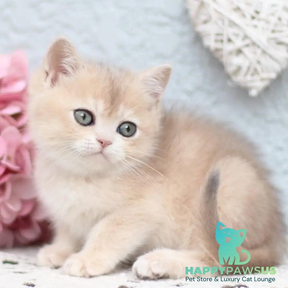 Cindy British Shorthair female blue golden shaded - live animals