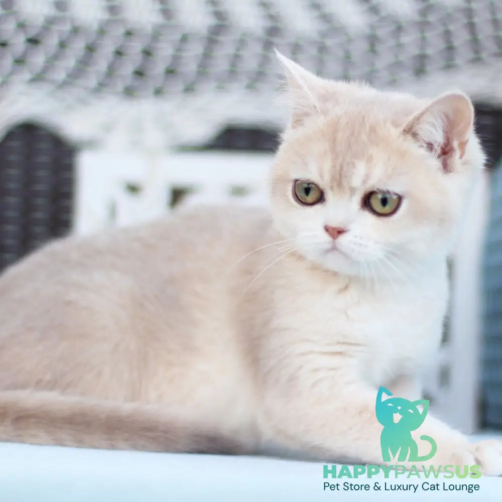 Cindy British Shorthair female blue golden shaded - live animals