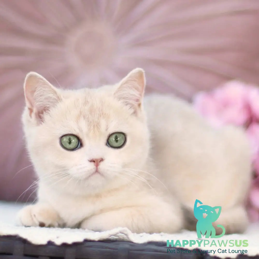 Cindy British Shorthair female blue golden shaded - live animals
