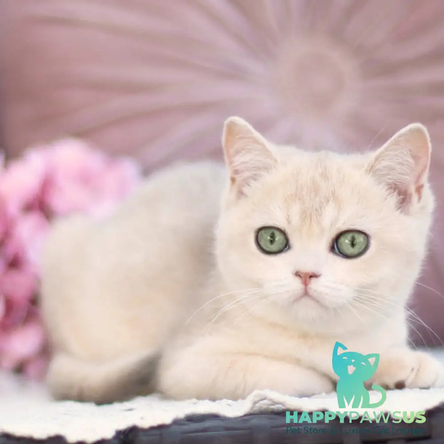 Cindy British Shorthair female blue golden shaded - live animals