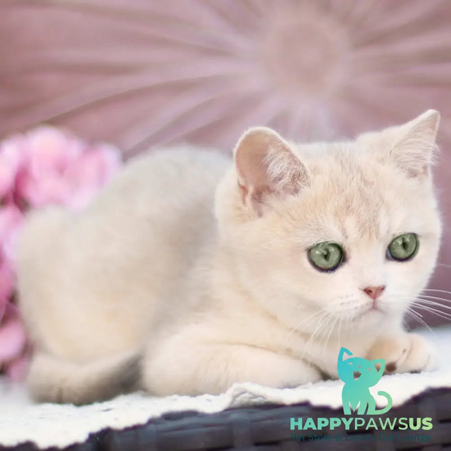 Cindy British Shorthair female blue golden shaded - live animals
