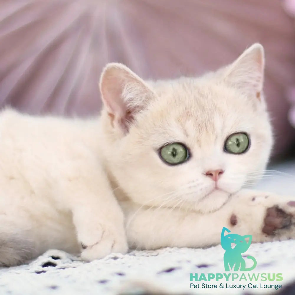 Cindy British Shorthair female blue golden shaded - live animals