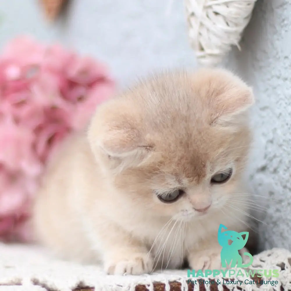 Cindy British Shorthair female blue golden shaded - live animals
