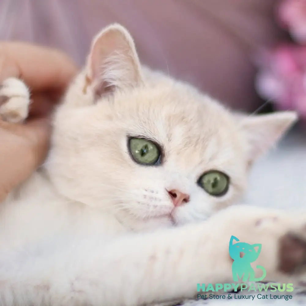 Cindy British Shorthair female blue golden shaded - live animals