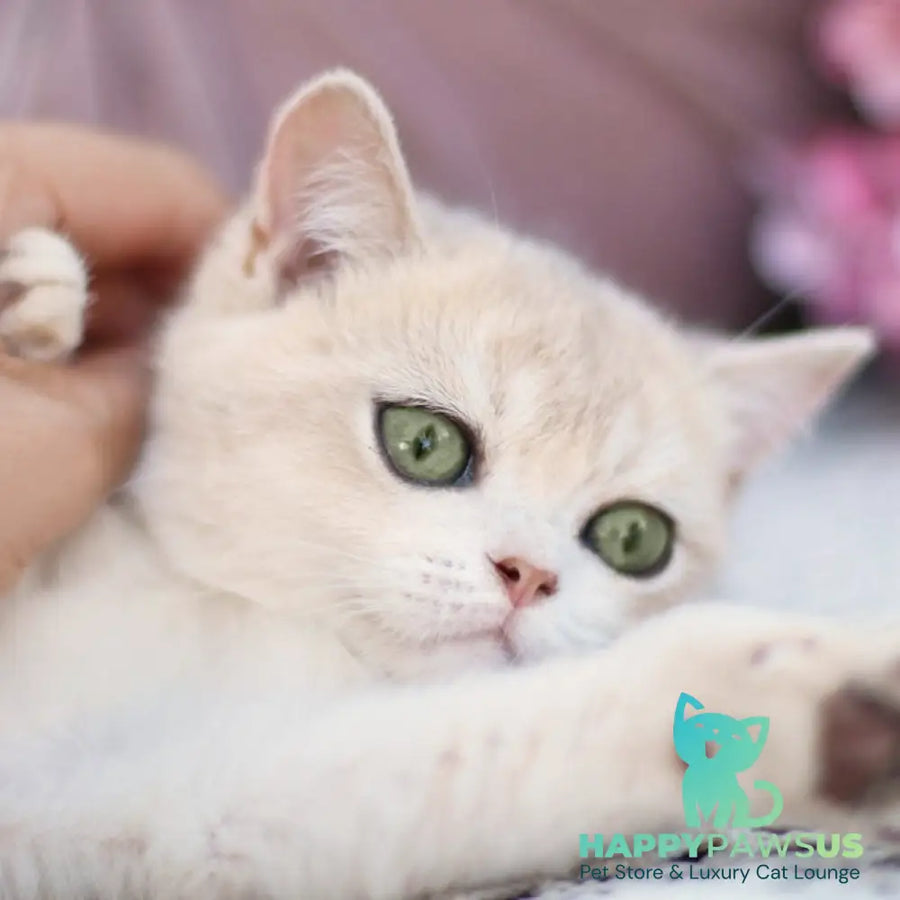 Cindy British Shorthair female blue golden shaded - live animals