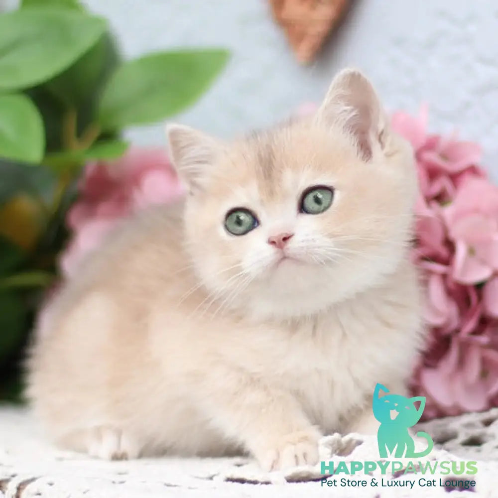 Cindy British Shorthair female blue golden shaded - live animals