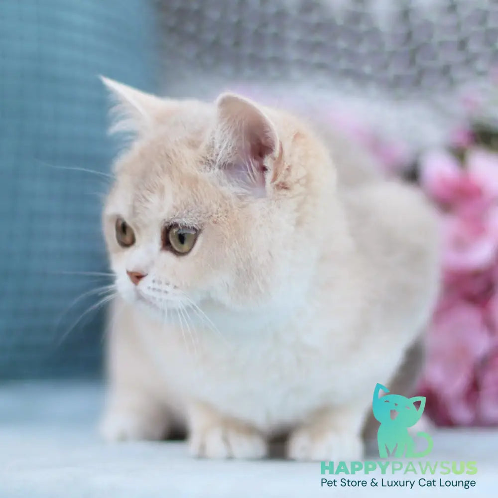 Cindy British Shorthair female blue golden shaded - live animals