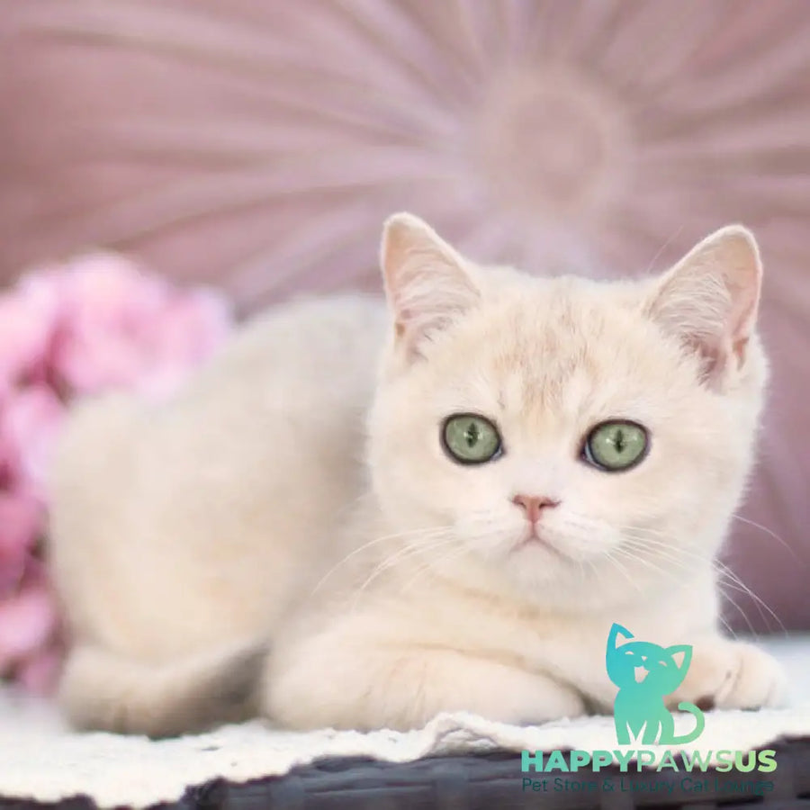Cindy British Shorthair female blue golden shaded - live animals