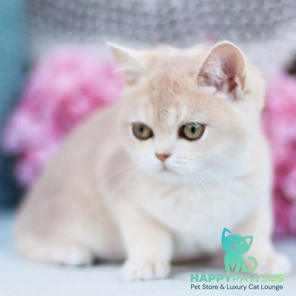 Cindy British Shorthair female blue golden shaded - live animals