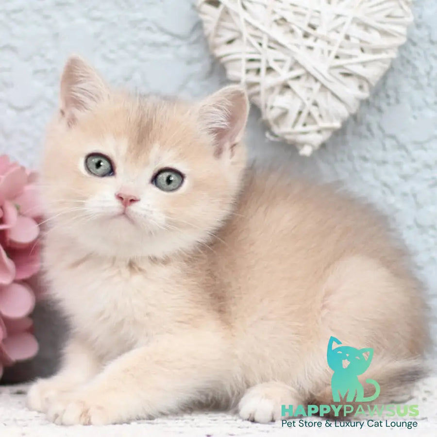 Cindy British Shorthair female blue golden shaded - live animals