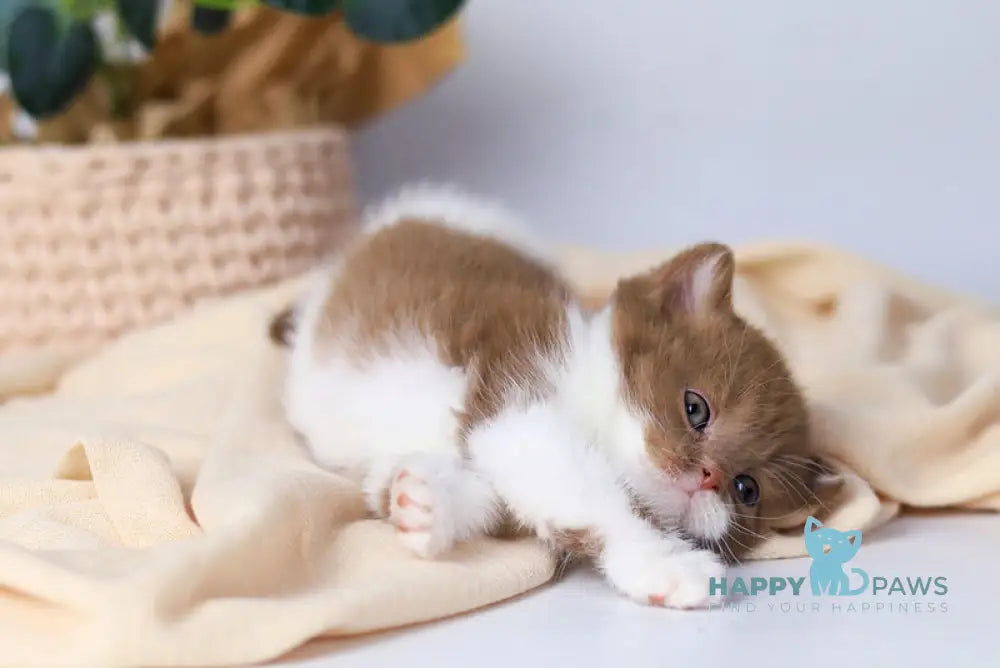 Cindy British Shorthair female cinnamon bicolour live animals