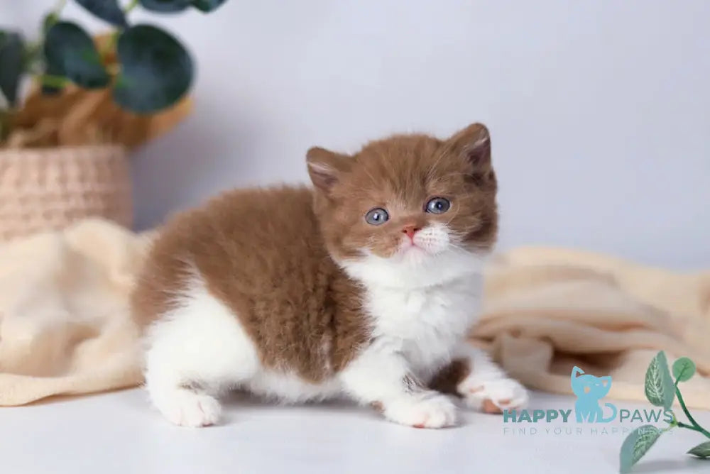 Cindy British Shorthair female cinnamon bicolour live animals