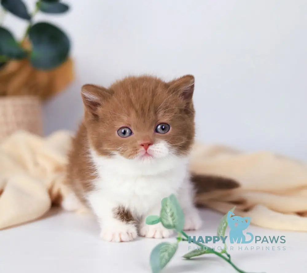 Cindy British Shorthair female cinnamon bicolour live animals