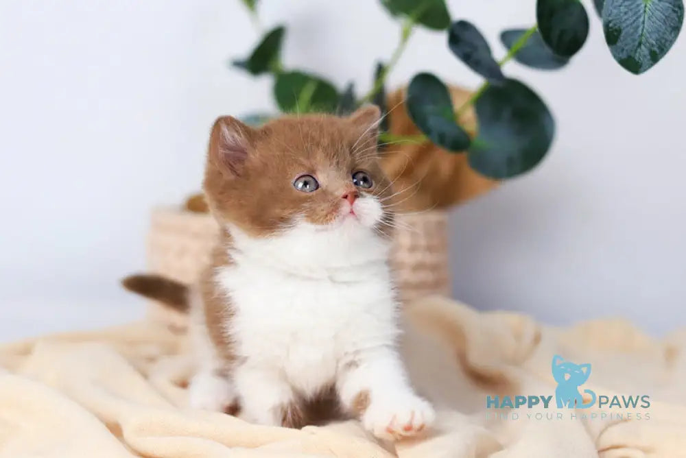 Cindy British Shorthair female cinnamon bicolour live animals