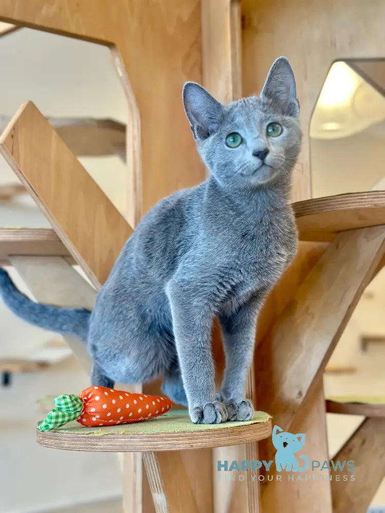 Cion Russian Blue male blue live animals