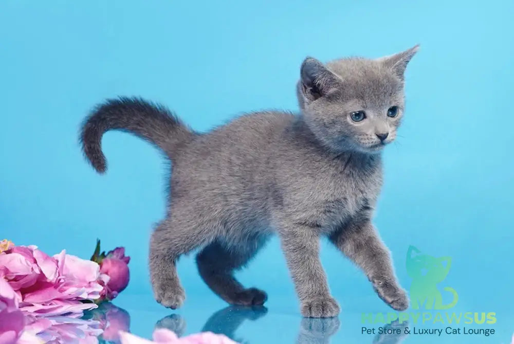 Cion Russian Blue male blue live animals