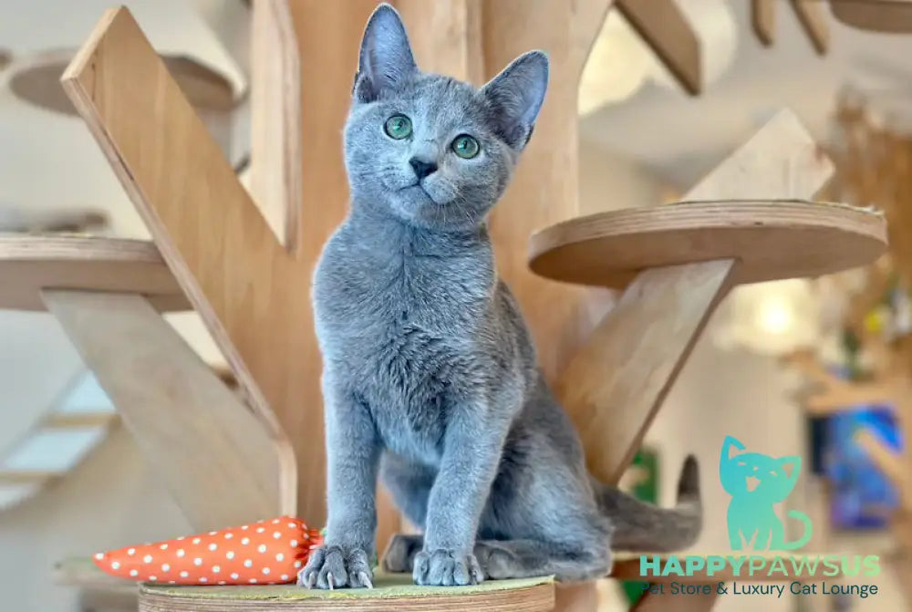 Cion Russian Blue male blue live animals
