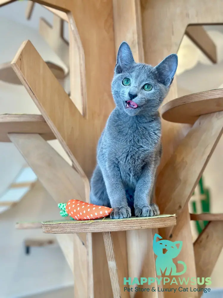 Cion Russian Blue male blue live animals