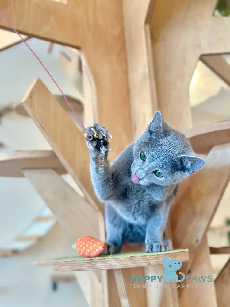 Cion Russian Blue male blue live animals