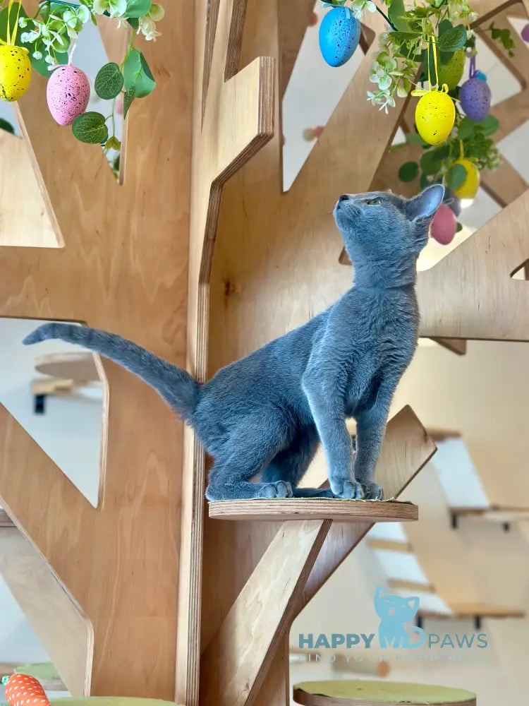 Cion Russian Blue male blue live animals