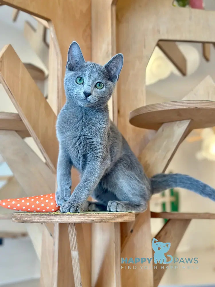 Cion Russian Blue male blue live animals