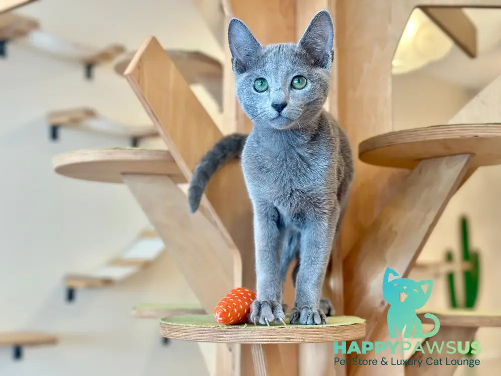 Cion Russian Blue male blue live animals