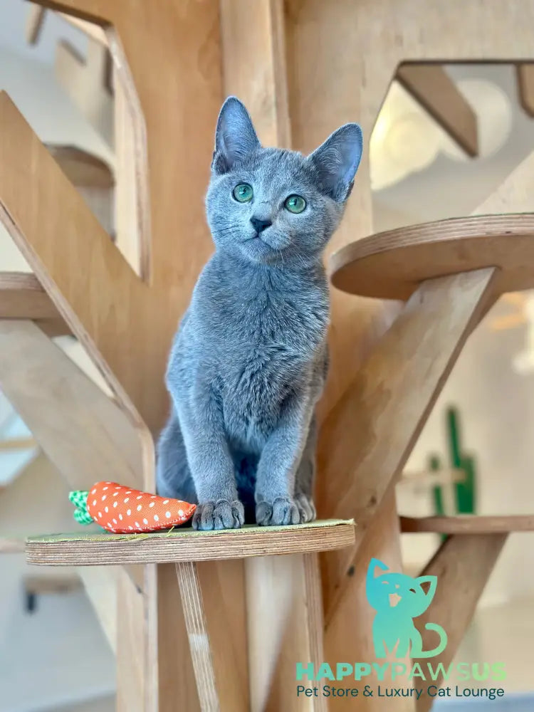Cion Russian Blue male blue live animals