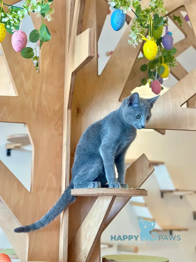 Cion Russian Blue male blue live animals