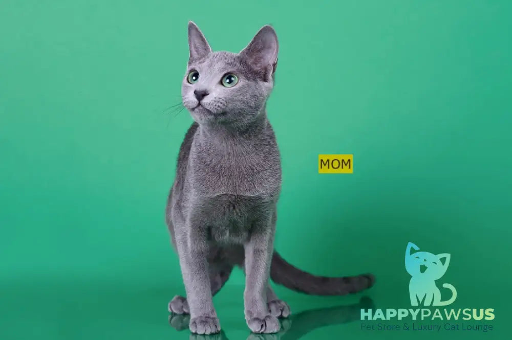 Cion Russian Blue male blue live animals