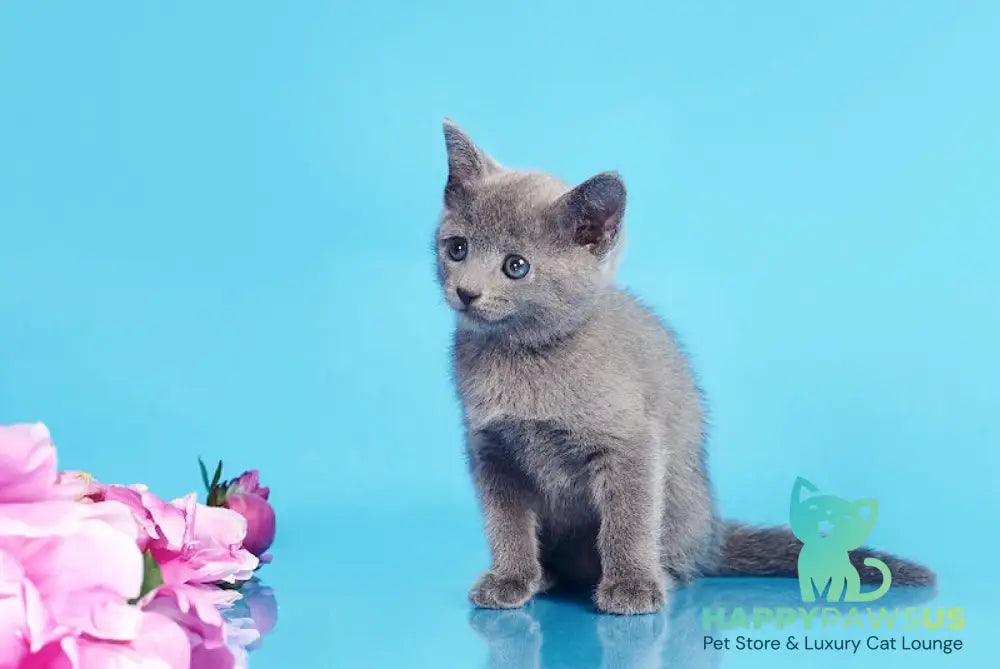 Cion Russian Blue male blue live animals