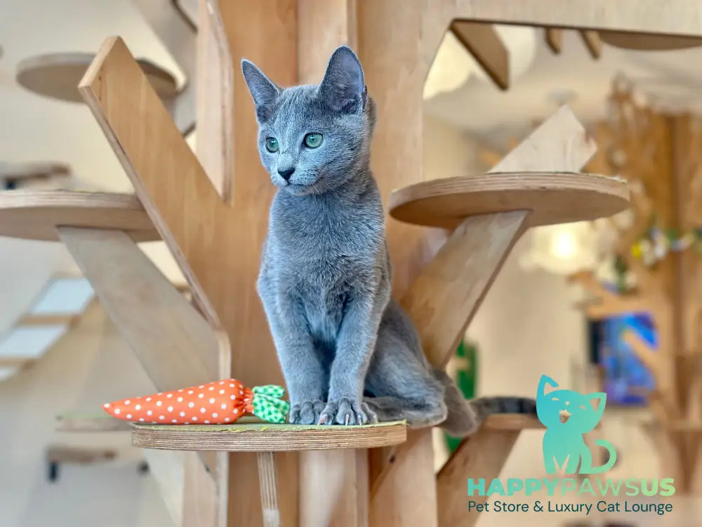 Cion Russian Blue male blue live animals