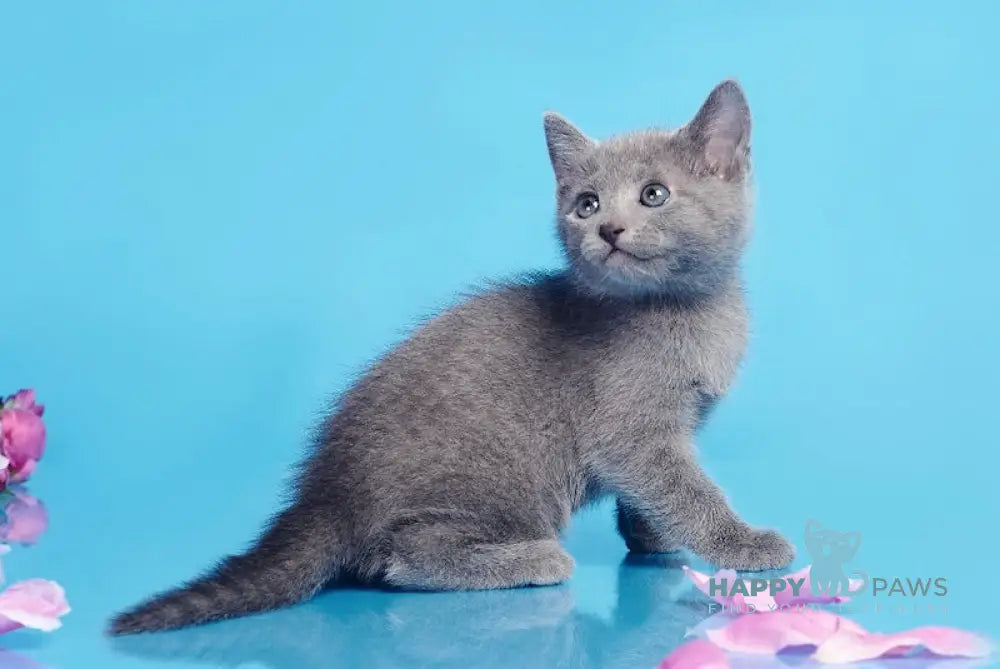 Cion Russian Blue male blue live animals