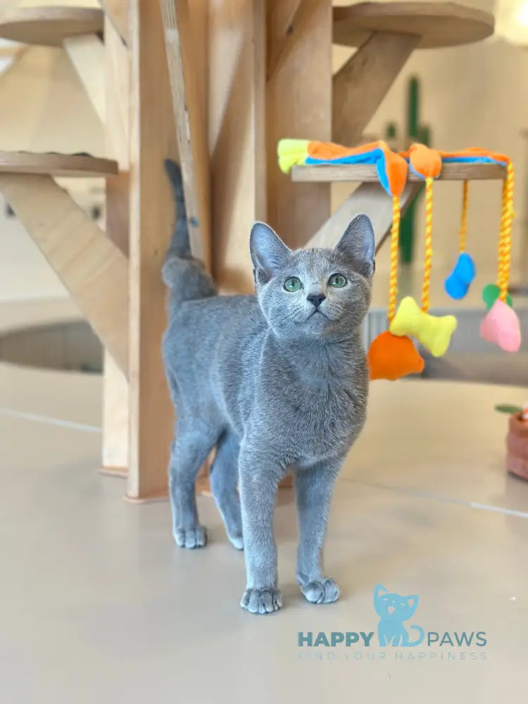 Cion Russian Blue male blue live animals
