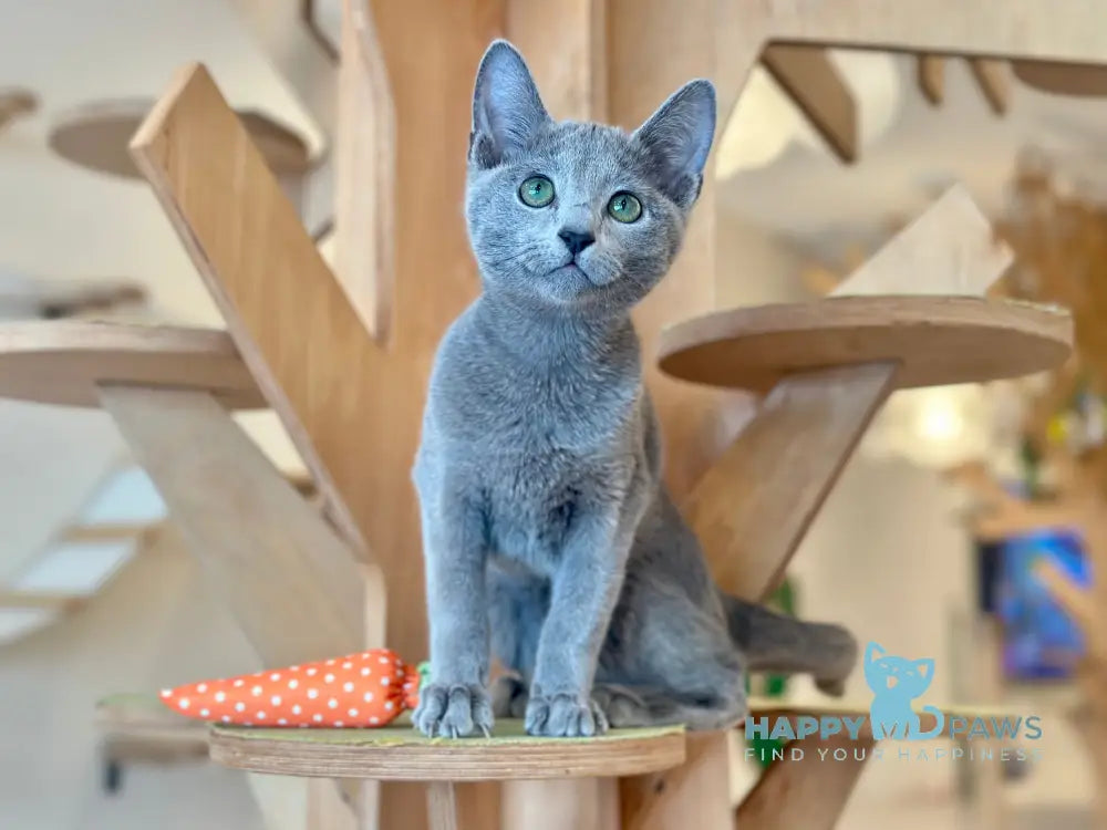 Cion Russian Blue male blue live animals