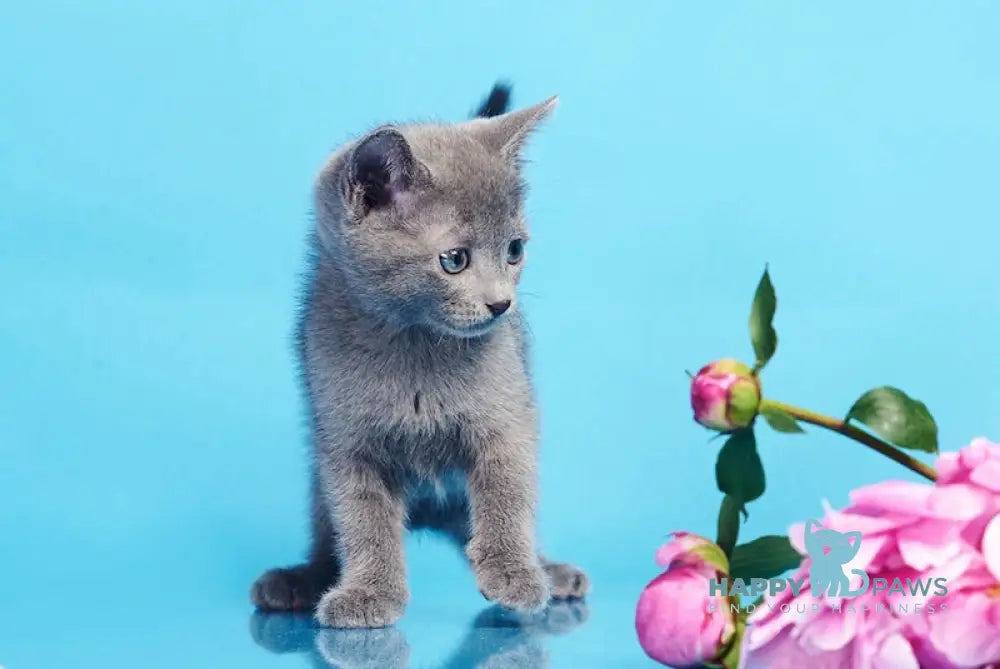 Cion Russian Blue male blue live animals