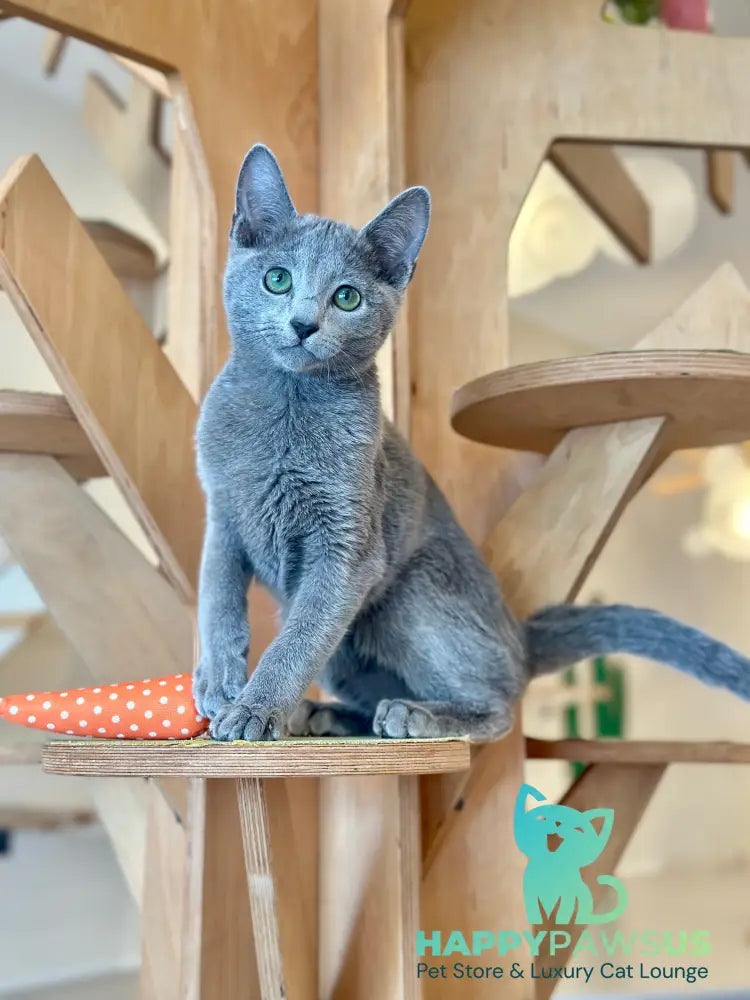 Cion Russian Blue male blue live animals