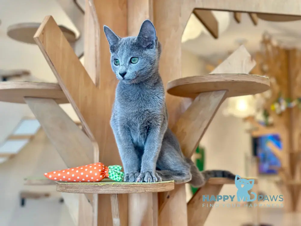 Cion Russian Blue male blue live animals