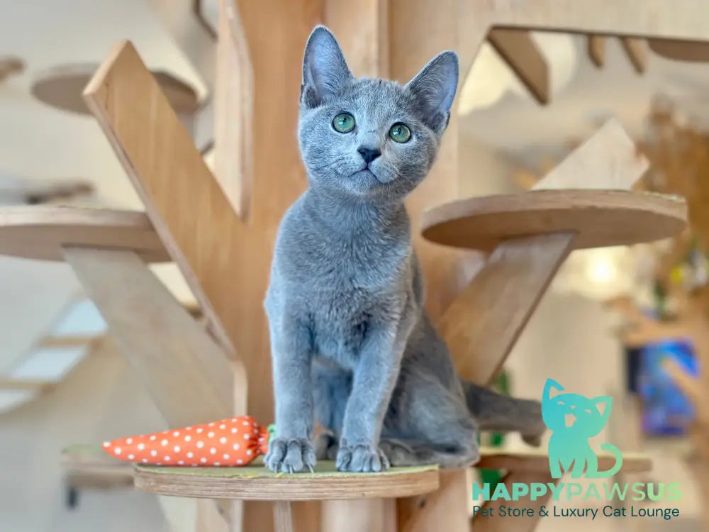 Cion Russian Blue male blue live animals