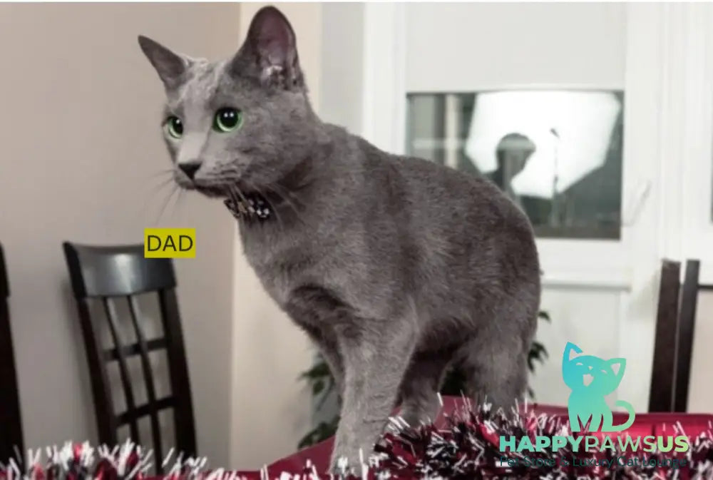 Cion Russian Blue male blue live animals