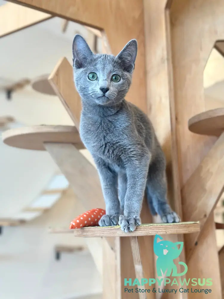 Cion Russian Blue male blue live animals