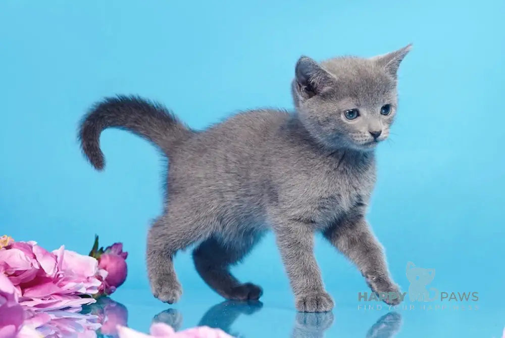Cion Russian Blue male blue live animals